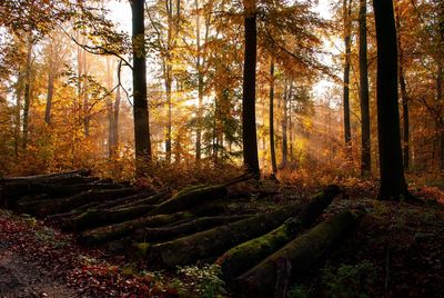 Sun stripes between trees in autumn