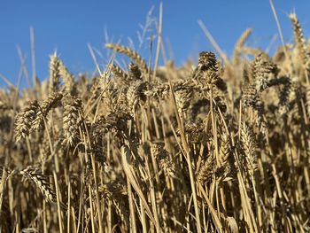 Close-up of wheat growing on field against sky