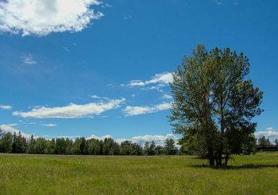 Trees on field against sky