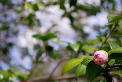 Close-up of fruit growing on tree