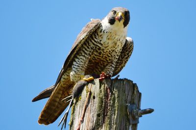 Low angle view of bird perching on wooden post against clear blue sky