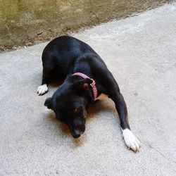 High angle view of puppy resting on footpath