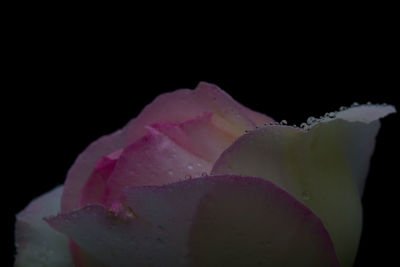 Close-up of pink rose against black background