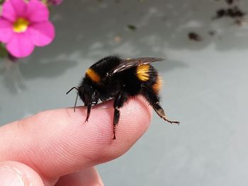 Rescued bumblebee