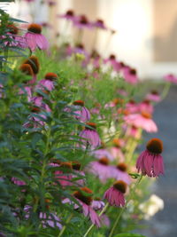 Close-up of pink flowering plants