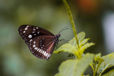 Close-up of butterfly pollinating on flower