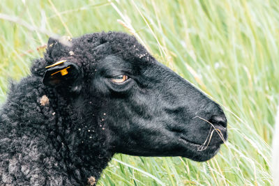 Close-up of a black sheep 