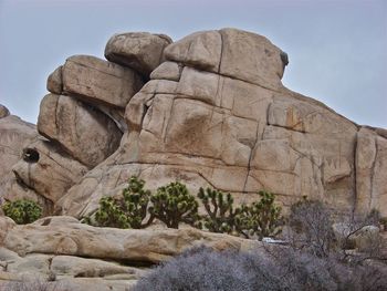 Joshua tree np. california. jan 2010