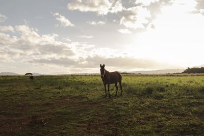 Horses in a field