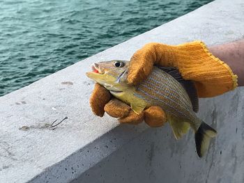 High angle view of lizard on pier