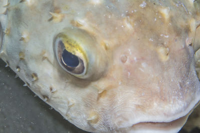 Close-up of fish in water