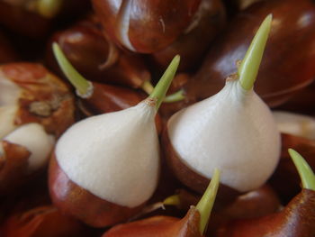 Close-up of fruits