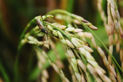 Close-up of insect on plant