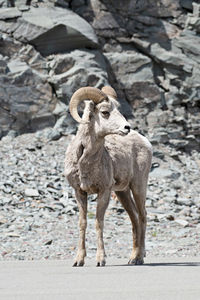 Big horn sheep at glacier national park in montana