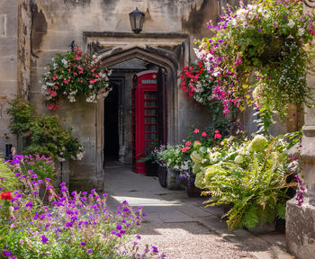 Pink flowering plants against building