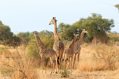 Giraffe in the wild, east africa