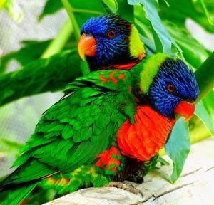 Pair of lorikeets