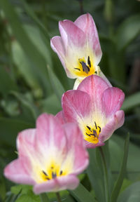 Close-up of pink flower