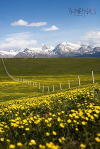 Scenic view of field against sky