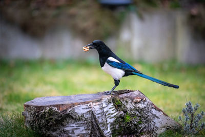 Close-up of magpie bird perching on wooden post