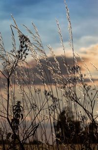 Close-up of silhouette grass against sky during sunset