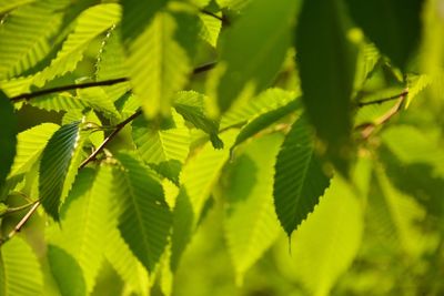 Close-up of leaves