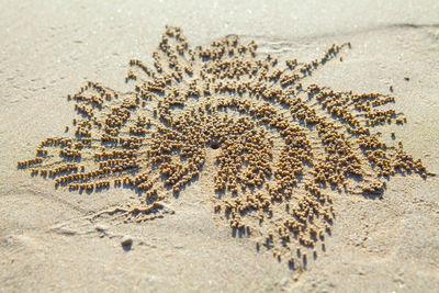 View of crab on beach