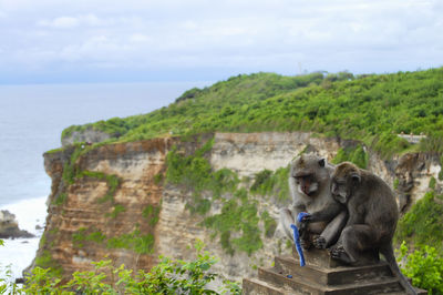 Lion on rock against sky