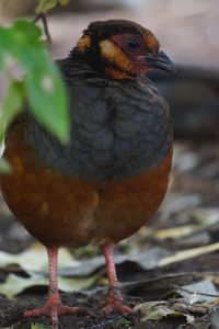 Close-up of a bird