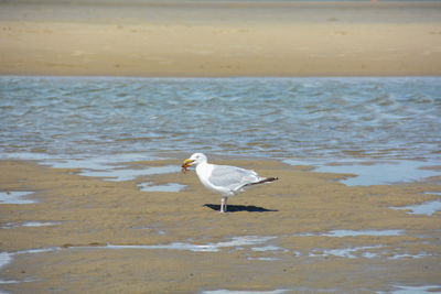 Seagull on beach, eat a crab