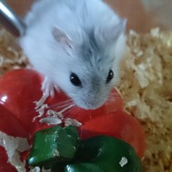 Close-up of white cat