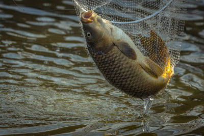 Close-up of fish in lake