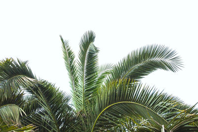 Low angle view of palm trees against clear sky