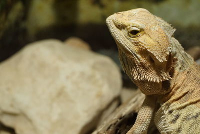 Close-up of lizard