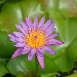 Close-up of purple lotus water lily