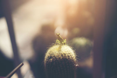 Close-up of cactus plant outdoors