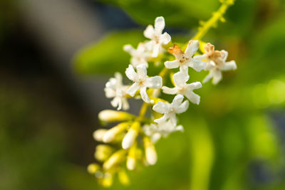 Close-up of white flowering plant