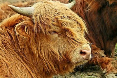 Close-up of cow