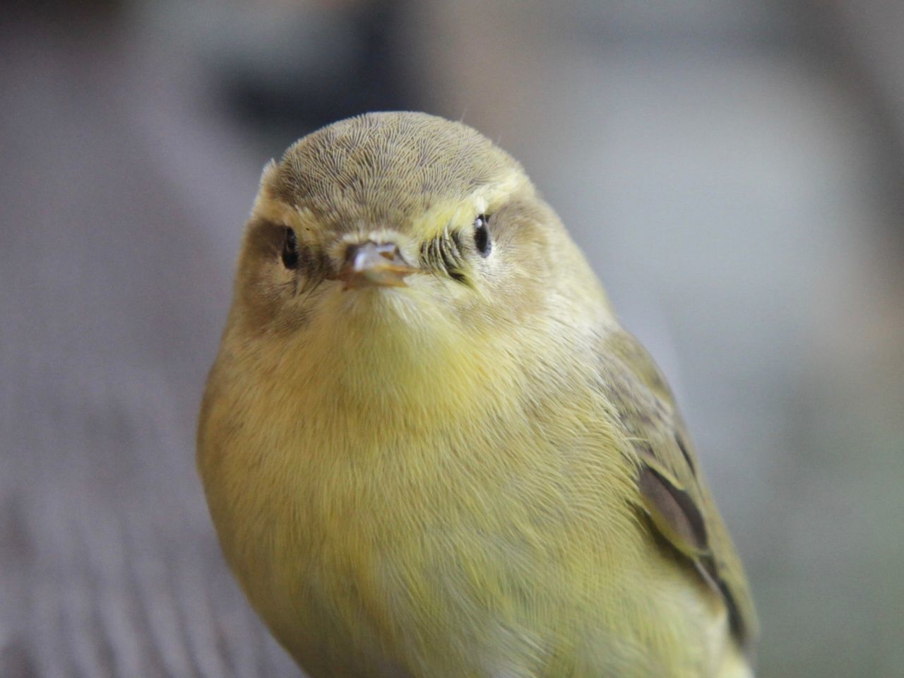 CLOSE-UP OF BIRD LOOKING AWAY