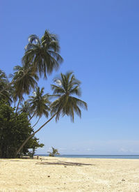 Low angle view of palm trees on beach against clear sky