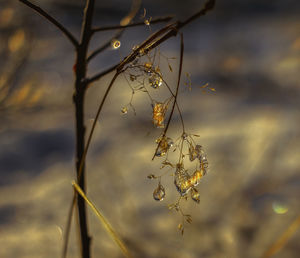Close-up of dry plant