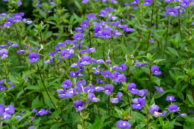 Close-up of purple flowering plants