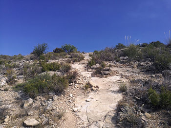 Plants growing in desert against clear blue sky