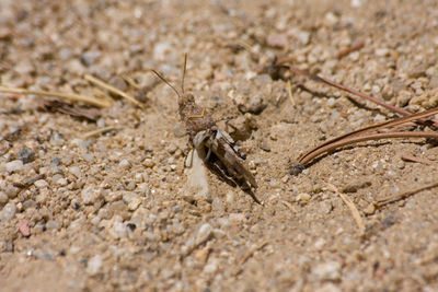 Close-up of insect on sand