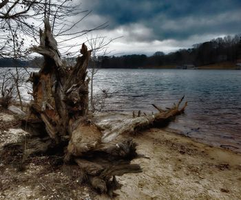 Driftwood on beach against sky