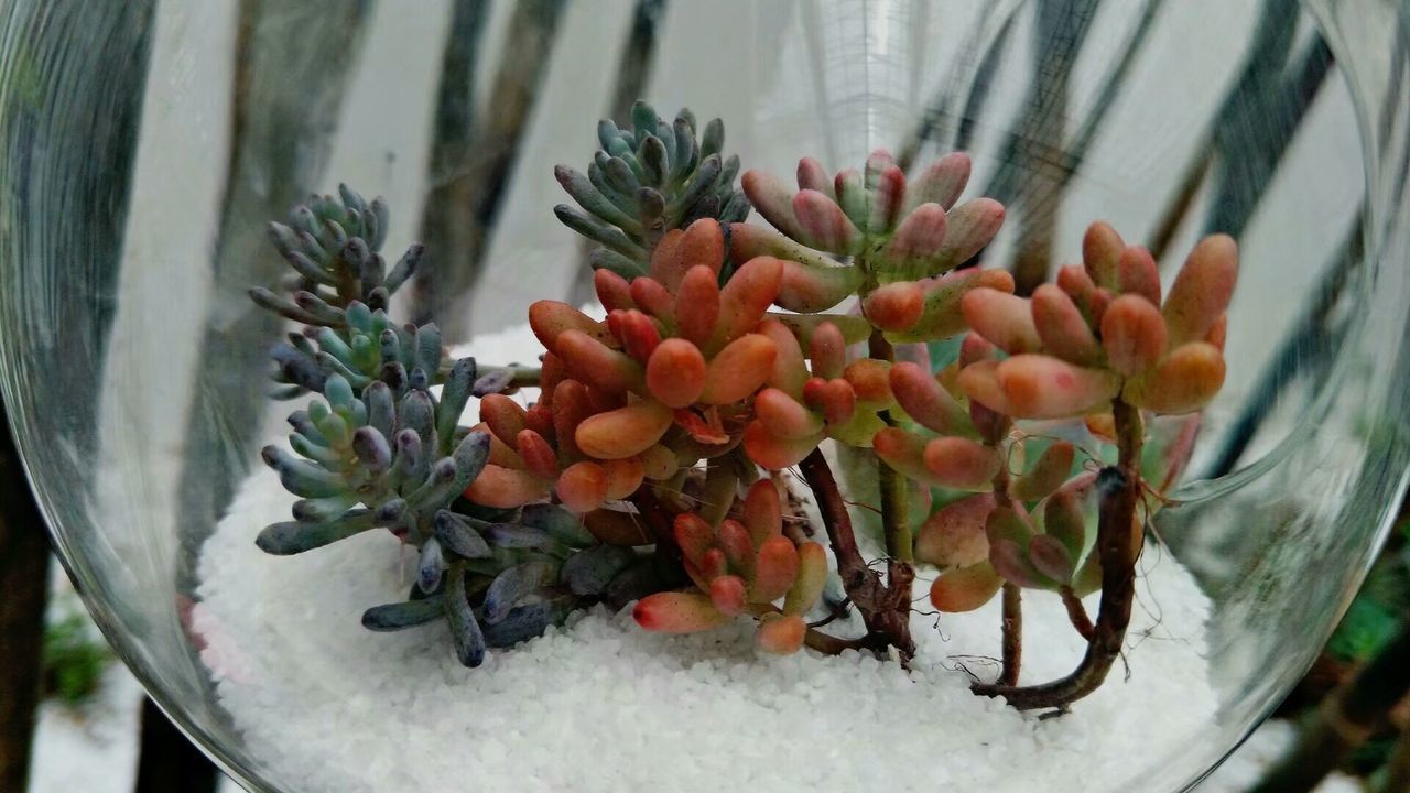 CLOSE-UP OF FLOWERS AND PLANTS