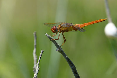 Close-up of dragonfly on plant