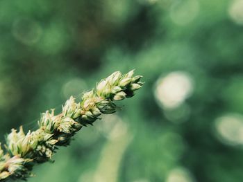 Close-up of bee on flower