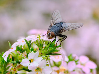 Close-up of butterfly pollinating on flower