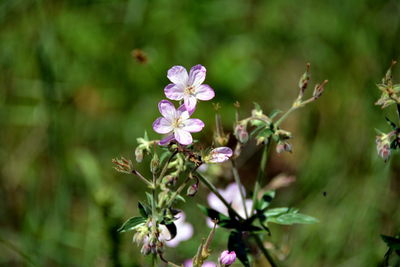 Close-up of purple flowering plant